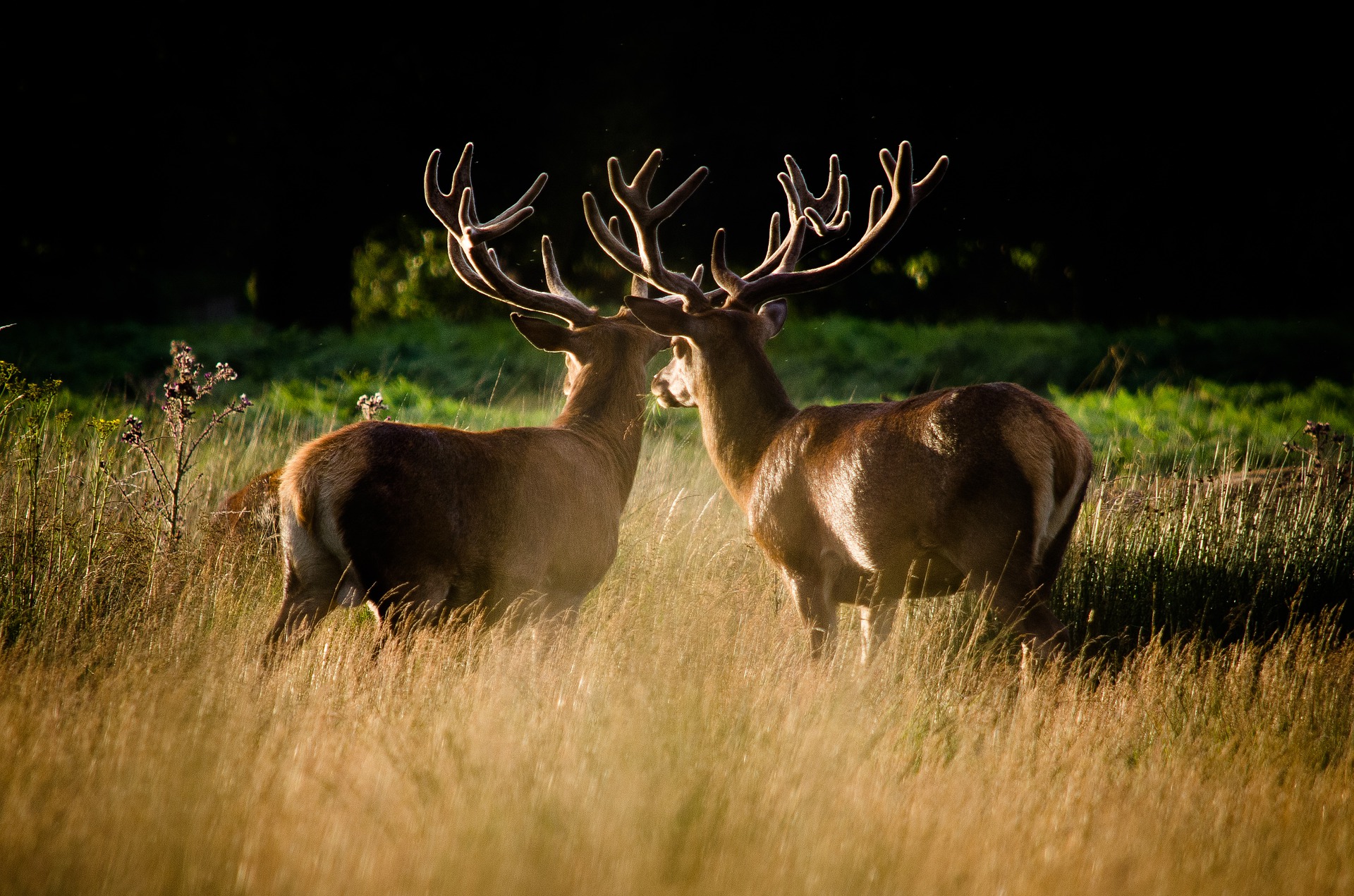 richmond park deer
